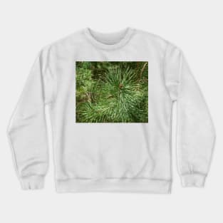 Pine, pine pattern, even as a Christmas motif Crewneck Sweatshirt